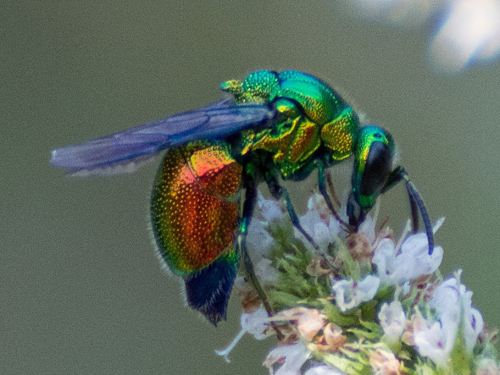 Chrysididae: Stilbum cyanurum